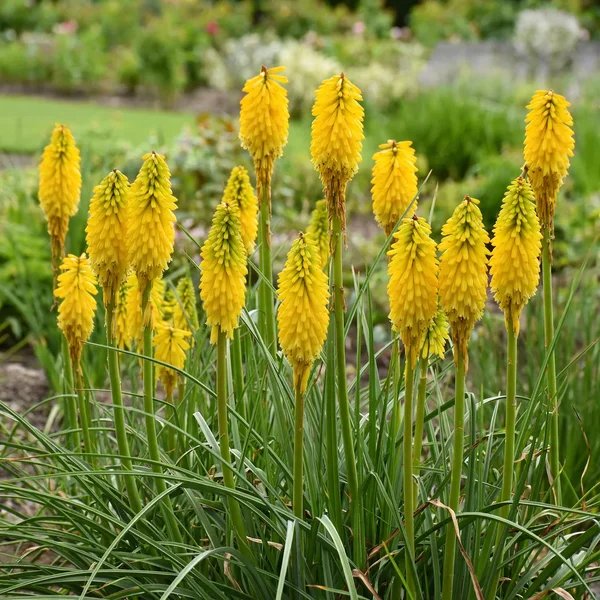 Kniphofia uvaria 'Solar Flare'
