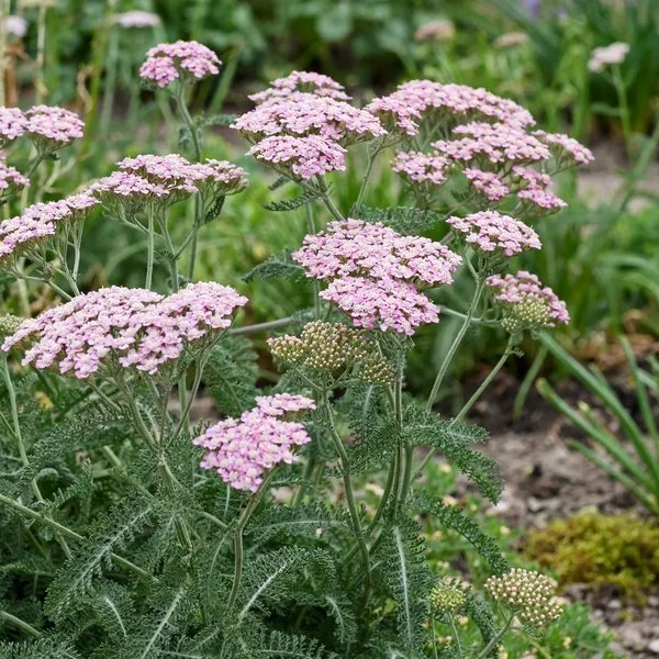 Achillea millefolium 'Apple Blossom'