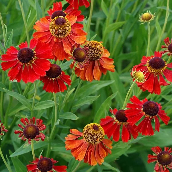 Helenium autumnale 'Hot Lava'