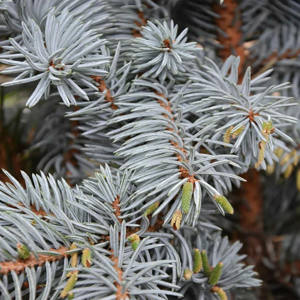 Koster Blue Spruce