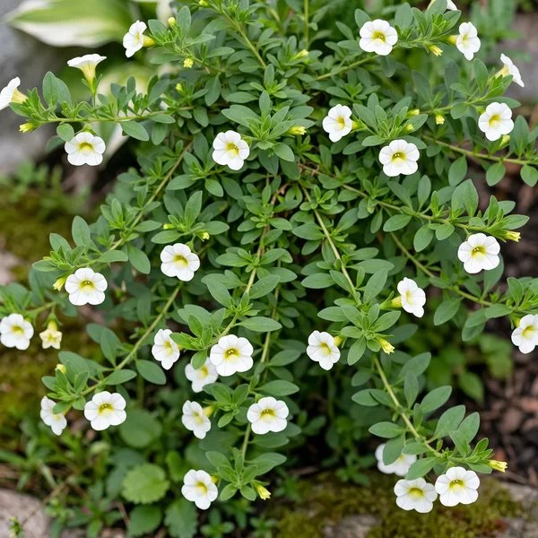 Calibrachoa x hybrida 'White'