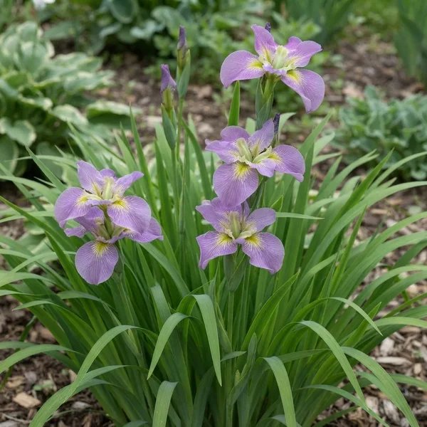 Iris x hybrida 'Handmaiden'