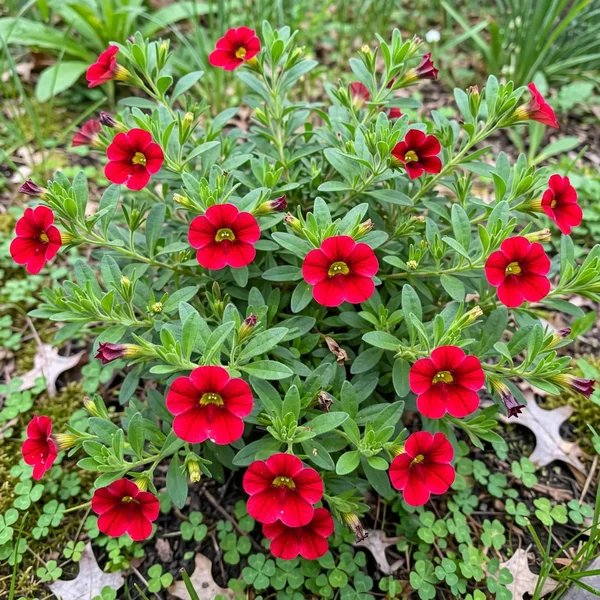 Calibrachoa x hybrida 'Superbells Cherry Red'
