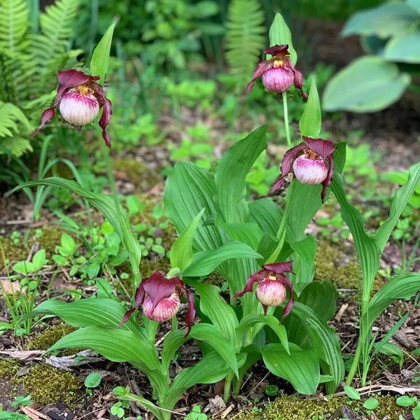 Cypripedium x hybrida 'Anna'
