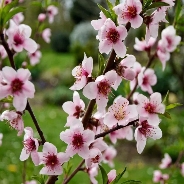Prunus persica 'Hale Haven'