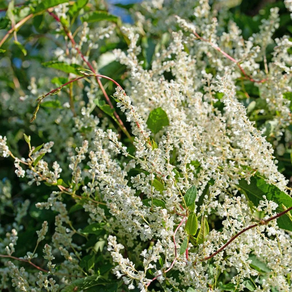 Knotweed