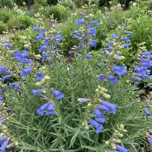 Penstemon heterophyllus 'Electric Blue'