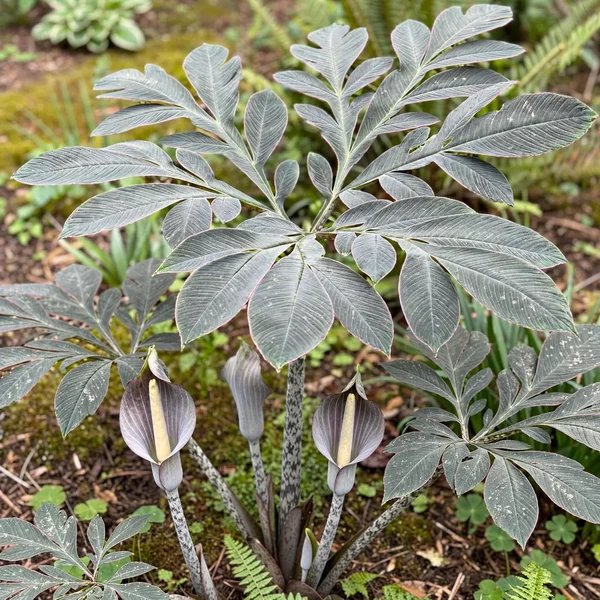 Amorphophallus atroviridis 'Grey Expectations'