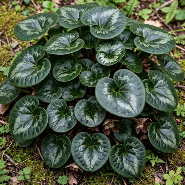 Asarum harperi 'Velvet Queen'
