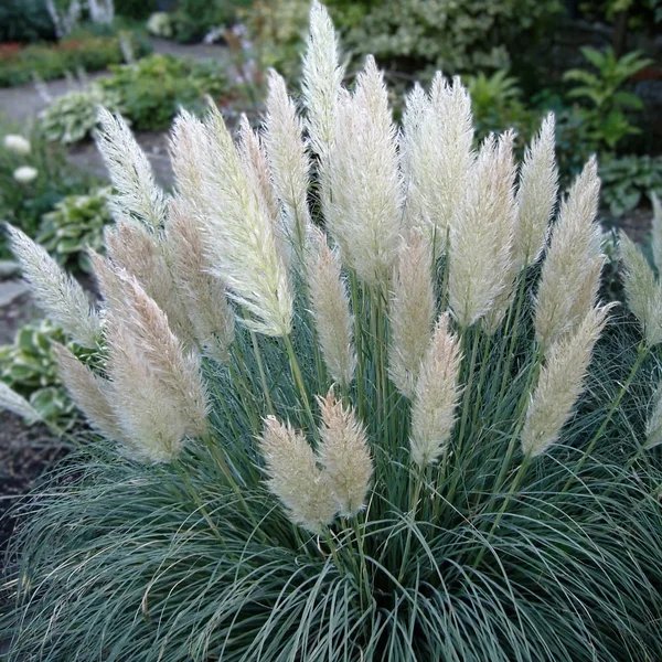 Cortaderia selloana 'Pumila'