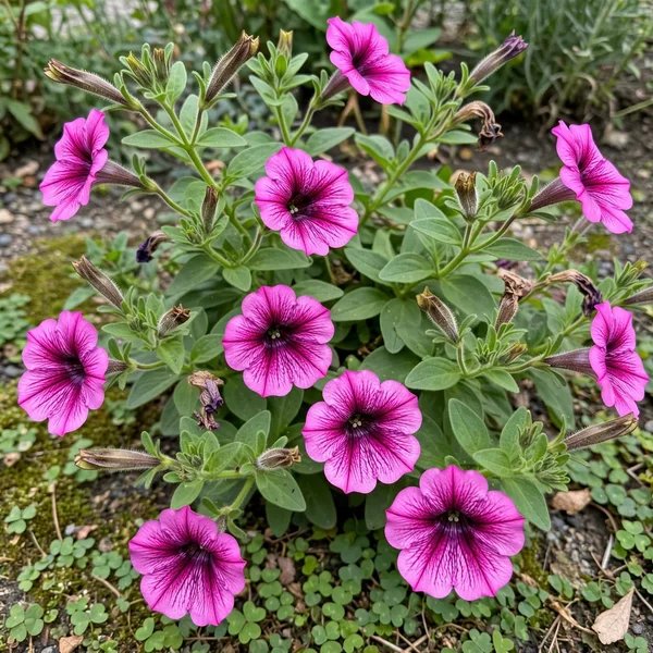 Petunia x hybrida 'Neon'