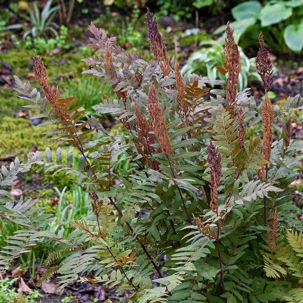 Osmunda regalis 'Purpurascens'