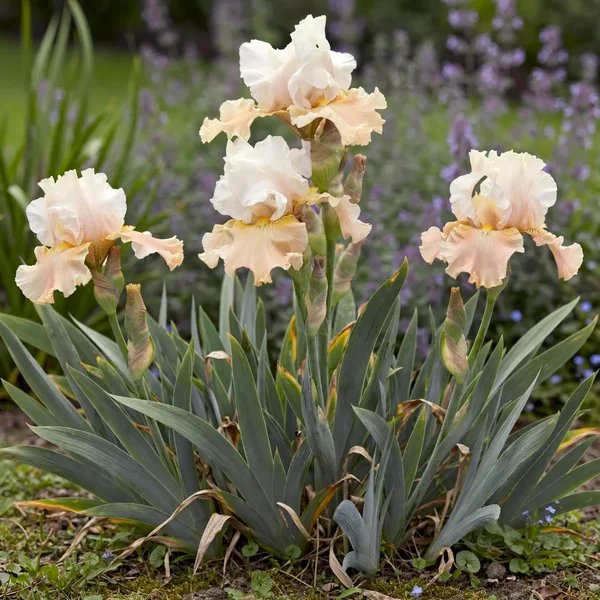 Iris x germanica 'Champagne Elegance'