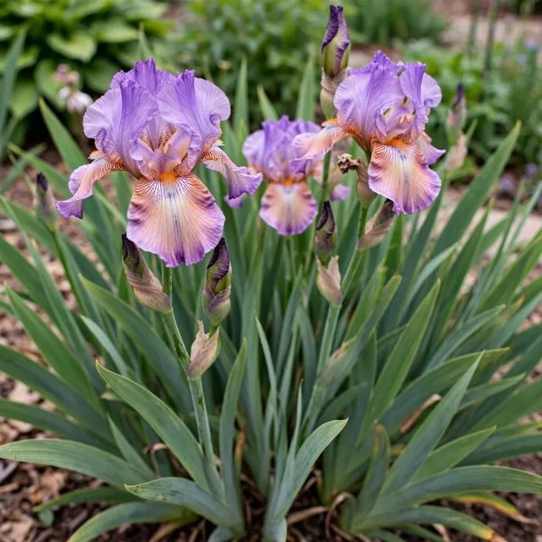 Iris x germanica 'Finishing School'