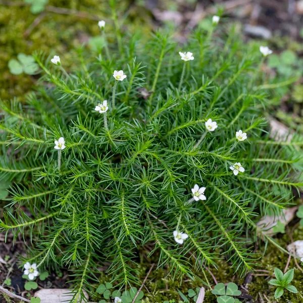 Sagina subulata 'Pearlwort'