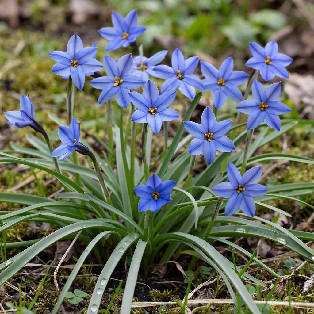 Starflower