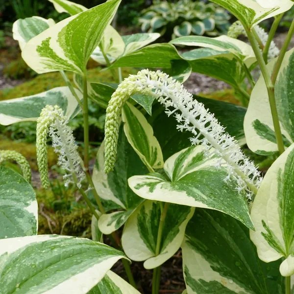 Saururus cernuus 'Hertford Streaker'