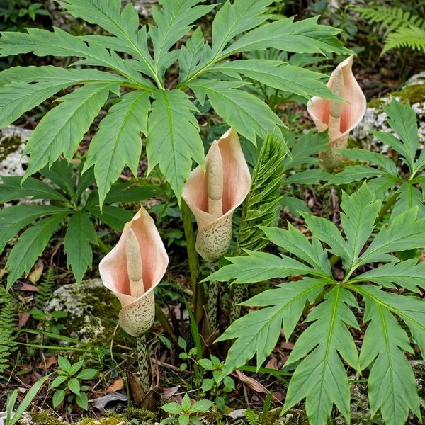 Amorphophallus brevispathus