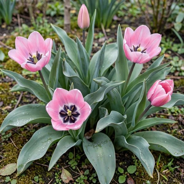 Tulipa x hybrida 'Capri'