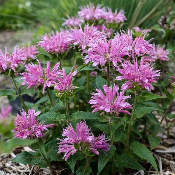 Monarda didyma 'Petite Delight'