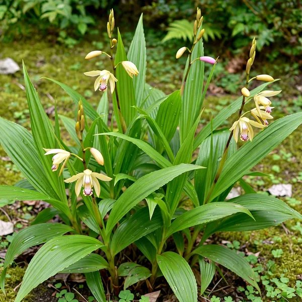 Bletilla ochracea