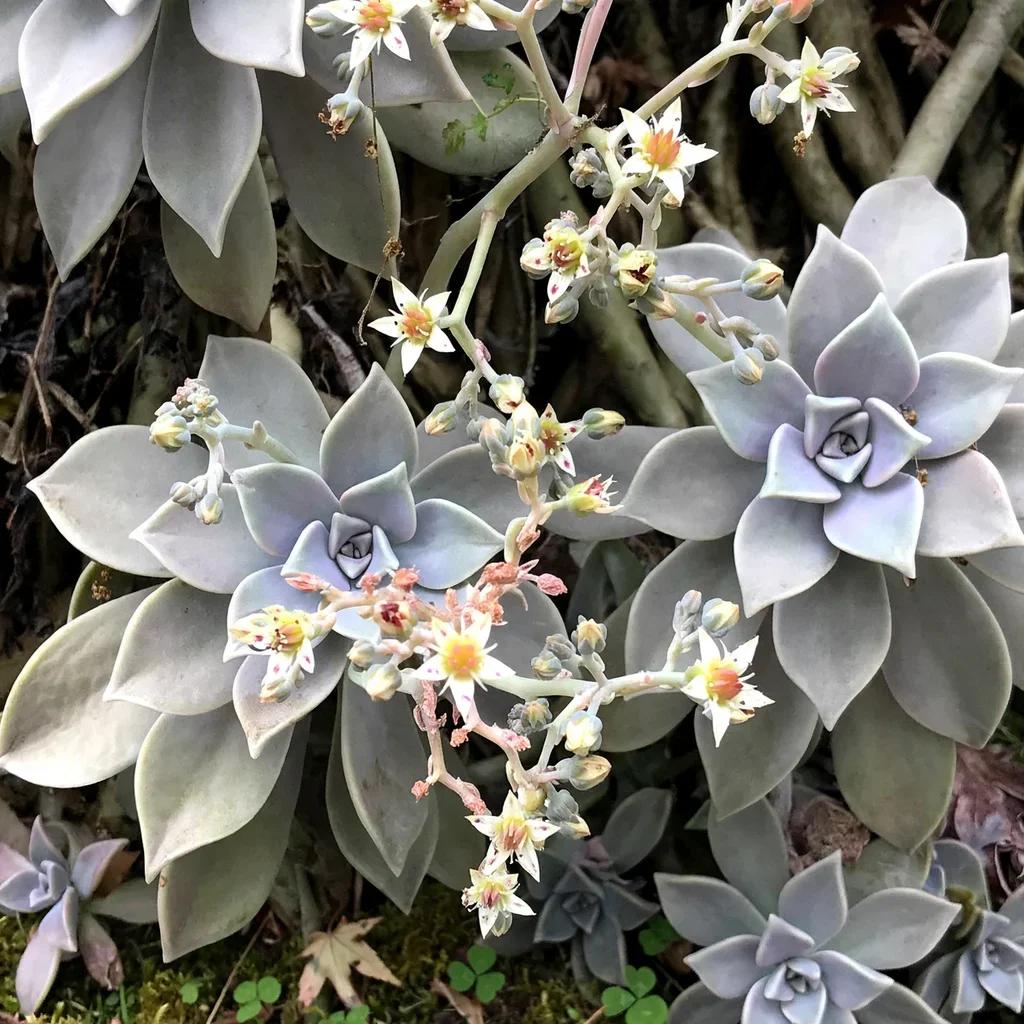 Ghost Plant