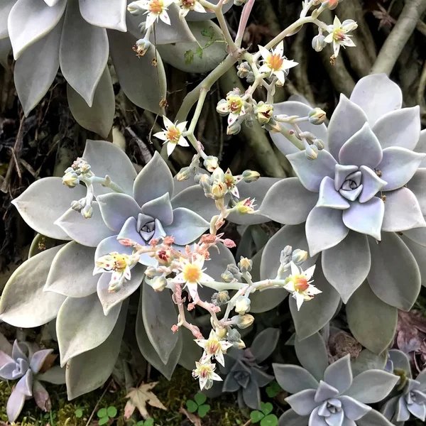 Graptopetalum paraguayense 'Pinky'