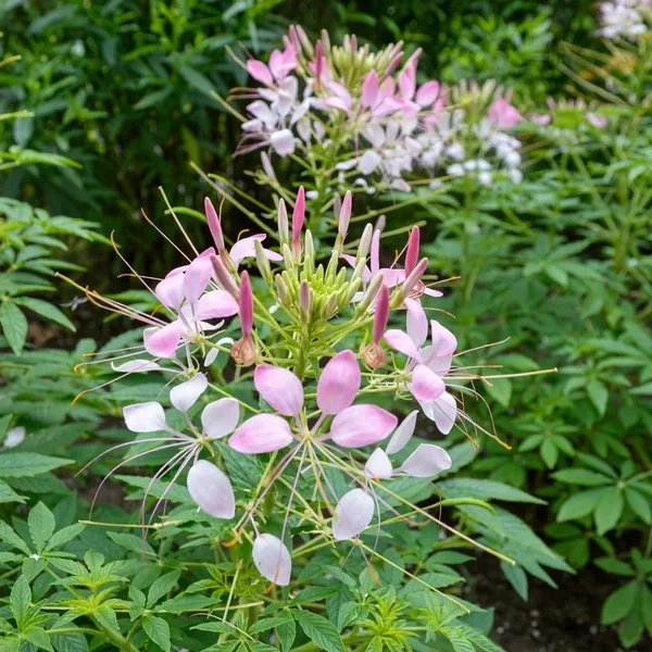 Cleome hassleriana 'Sparkler Blush'