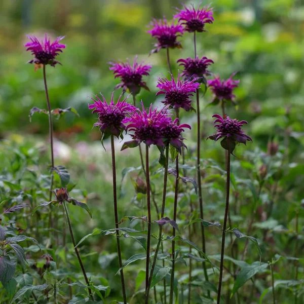 Monarda didyma 'Scorpion'