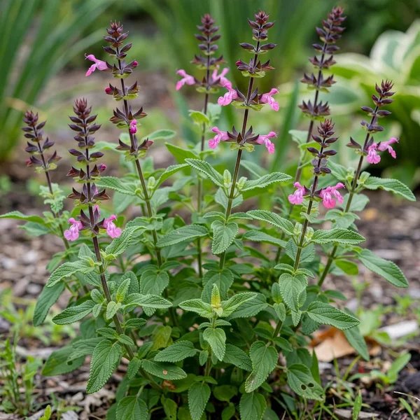 Salvia rutilans 'Freida Dixon'