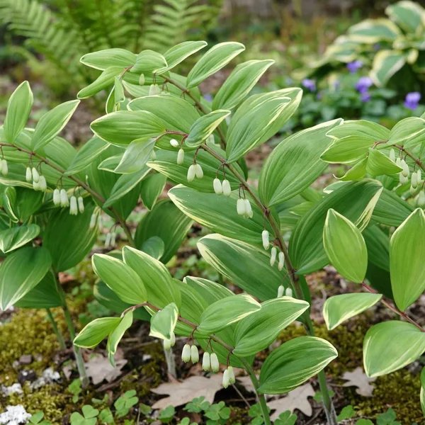 Polygonatum odoratum 'Variegatum'