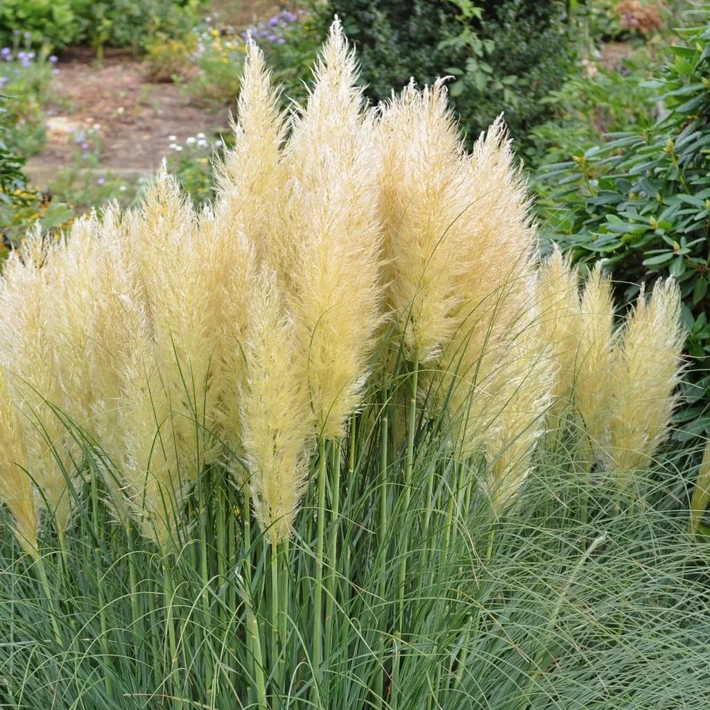 Pampas Grass
