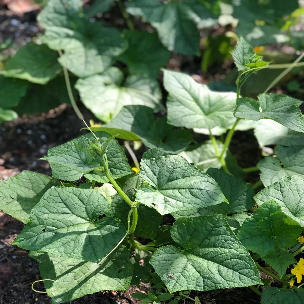 Cucumber / Melon