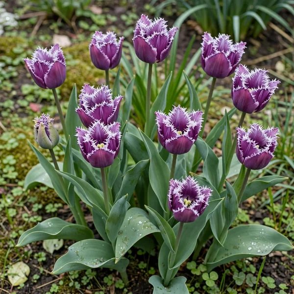 Tulipa x hybrida 'Cummins'