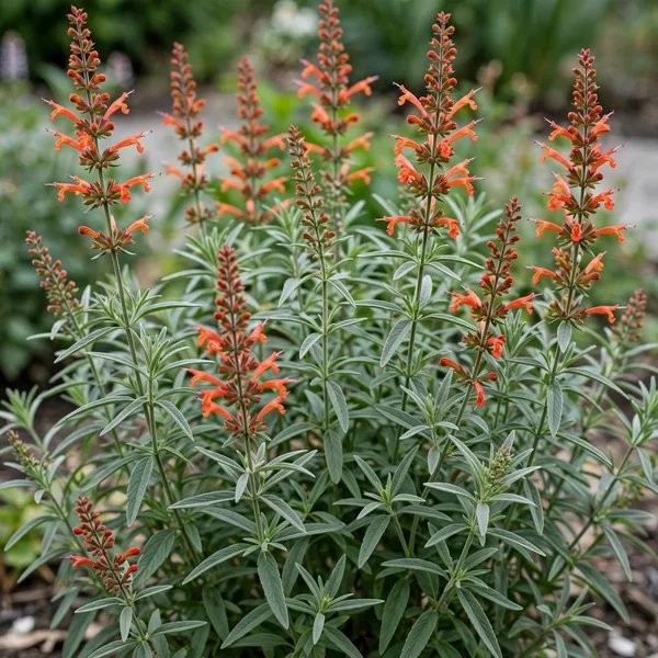 Agastache x hybrida 'Firebird'