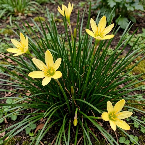 Zephyranthes smallii