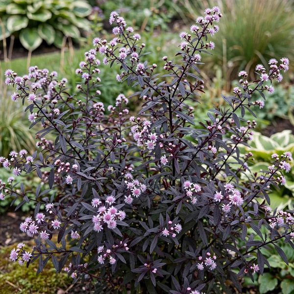Symphyotrichum lateriflorum 'Prince'