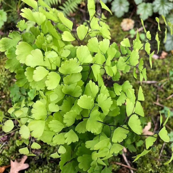 Adiantum x mairisii