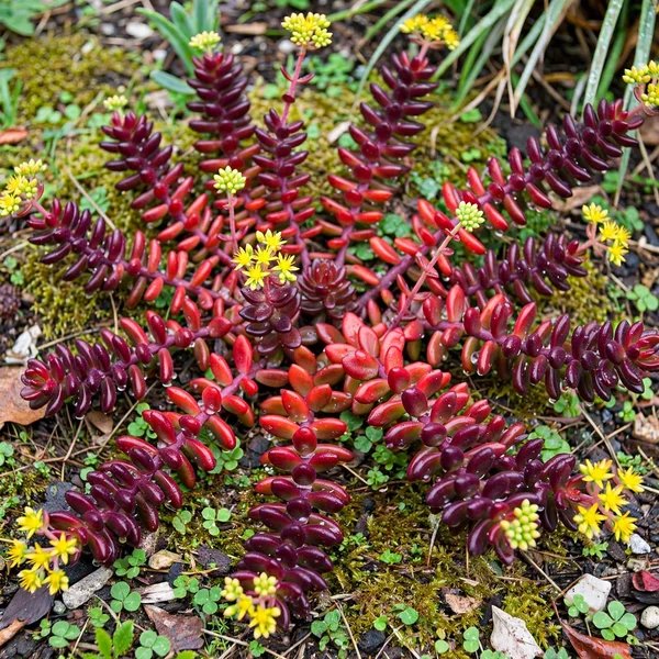 Sedum rubrotinctum 'Wildfire'