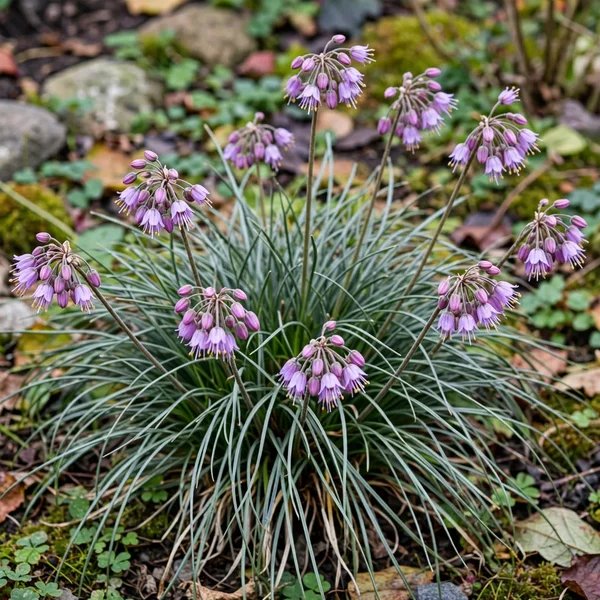 Allium kiiense