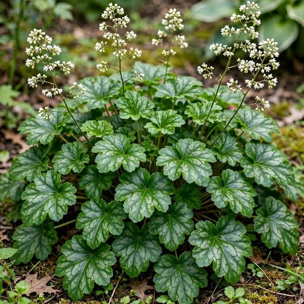 Heuchera americana 'Emerald Veil'