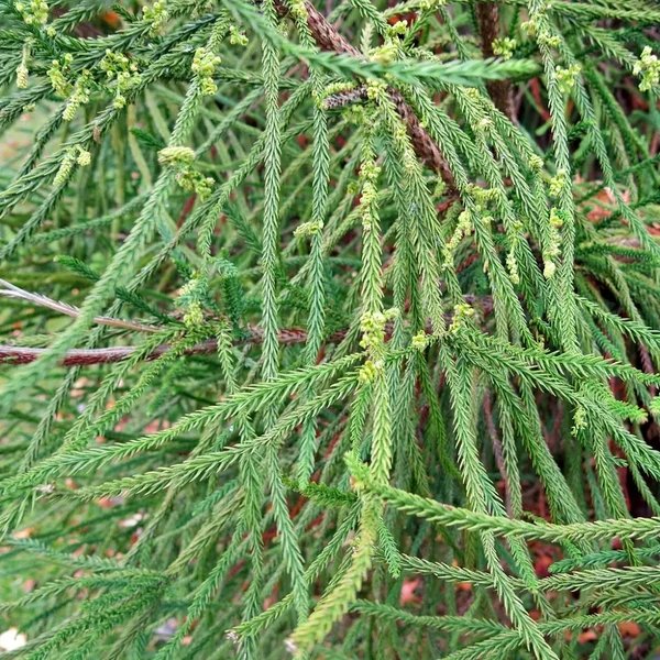 Cryptomeria japonica 'Ikari'
