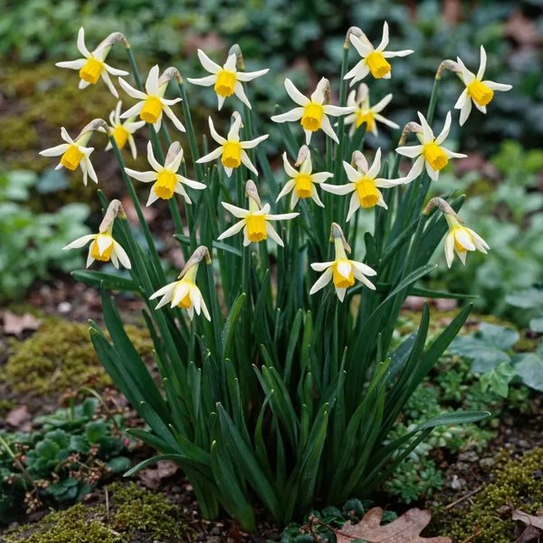 Narcissus pseudonarcissus 'Jack Snipe'