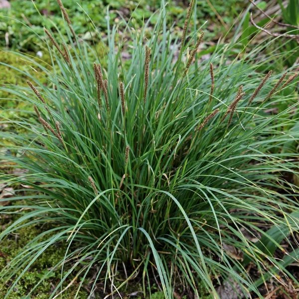 Carex praecox