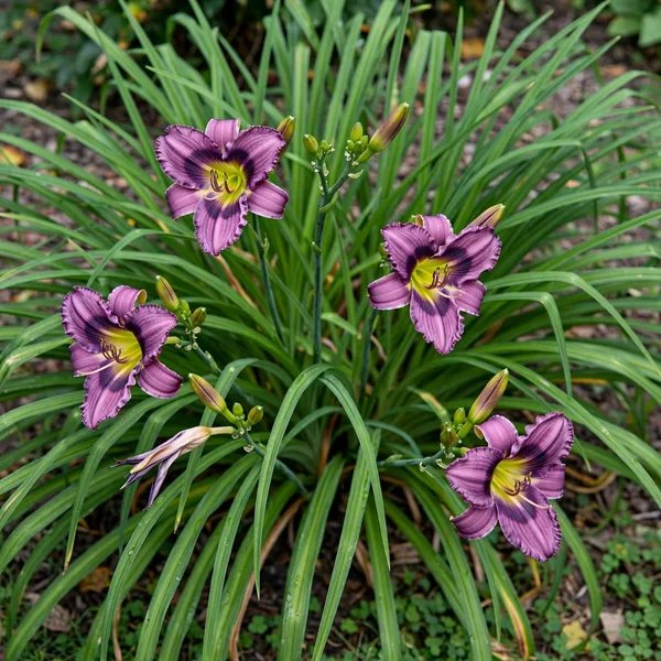Hemerocallis x hybrida 'Kansas Kitten'