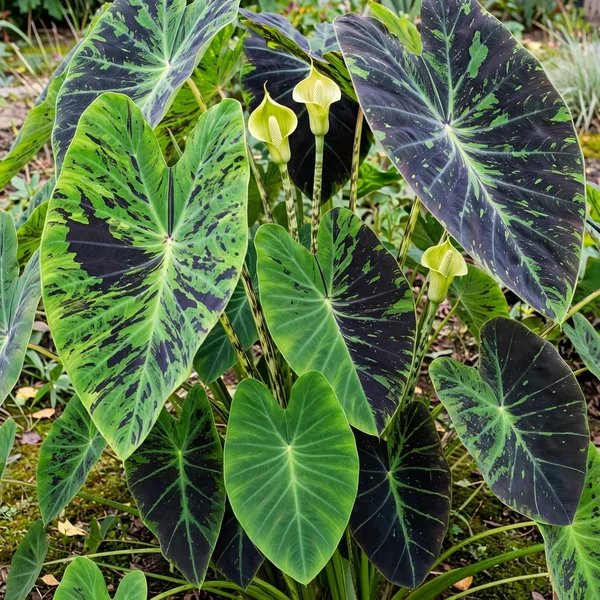 Colocasia esculenta 'Chicago Harlequin'