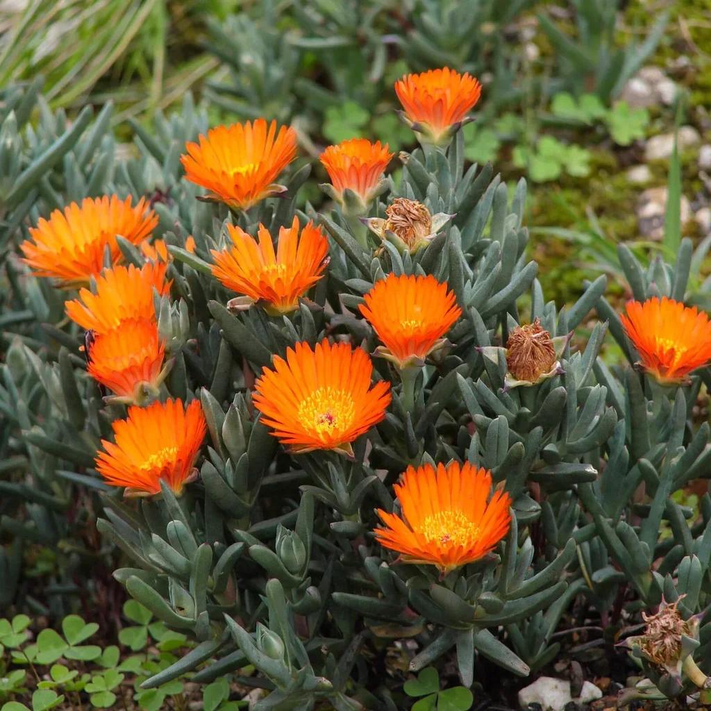 Ice Plant