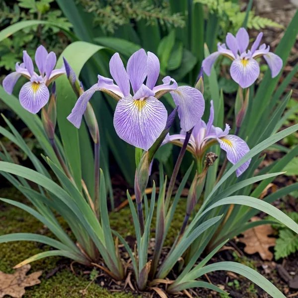 Iris virginica 'Carl Amason'