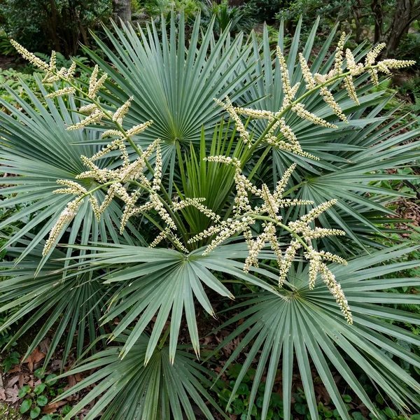 Sabal minor 'Oriental Giant'