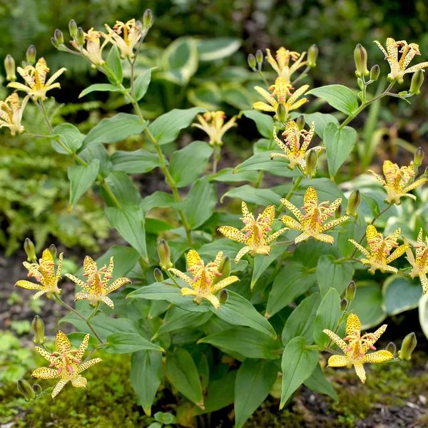 Tricyrtis latifolia 'Golden Leopard'